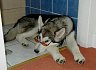 Misha kool pup!.jpg